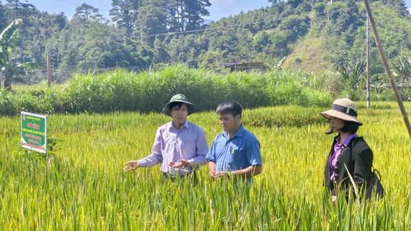 Đồng chí Lê Viết Nam – Bí thư Đảng ủy, Chủ tịch HĐND xã  kiểm tra mô hình trồng lúa nước và tuyến đường Chu Văn An