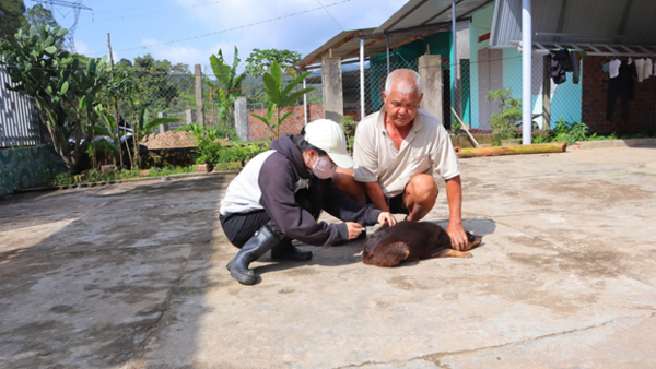 Xã Đăk Pék đẩy mạnh tiêm phòng vắc xin cho đàn vật nuôi, bảo vệ an toàn chăn nuôi