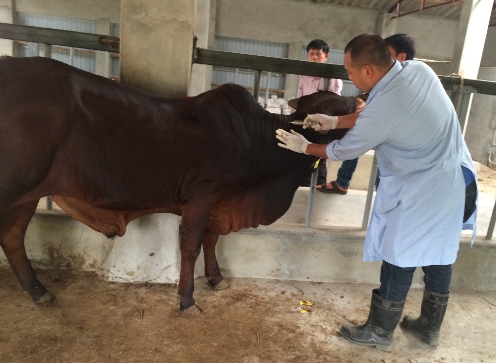 Bệnh tụ huyết trùng trâu bò và cách phòng trị